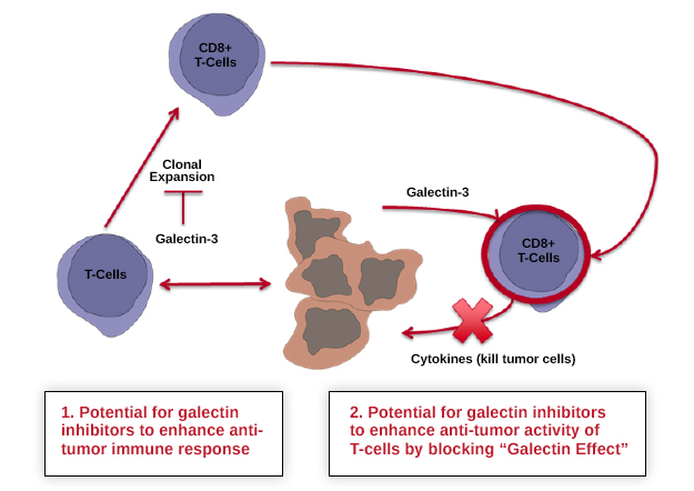 Diagram showing potential of galectins inhibiting immune system to protect against cancer cells