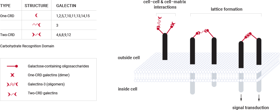 Galectin Science: Model of galectins linking glycoproteins