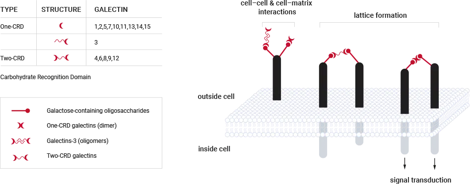 Galectin Science: Model of galectins linking glycoproteins